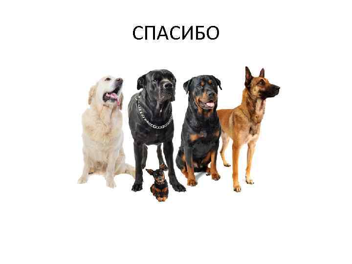 СПАСИБО 