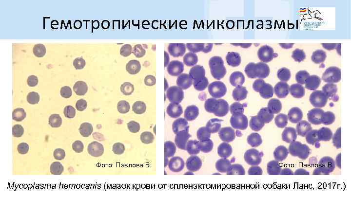 Микоплазма в мазке у женщин фото