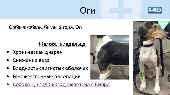 Оги Собака: кобель, бигль, 2 года, Оги • • • Жалобы владельца Хроническая диарея