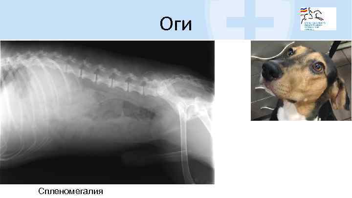 Оги Спленомегалия 