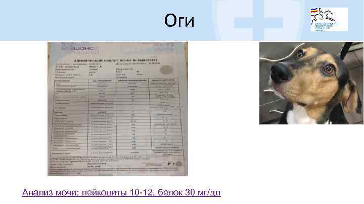 Оги Анализ мочи: лейкоциты 10 -12, белок 30 мг/дл 