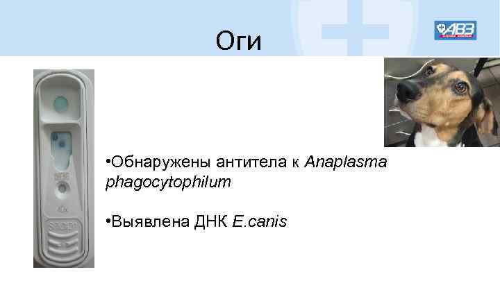 Оги • Обнаружены антитела к Anaplasma phagocytophilum • Выявлена ДНК E. canis 