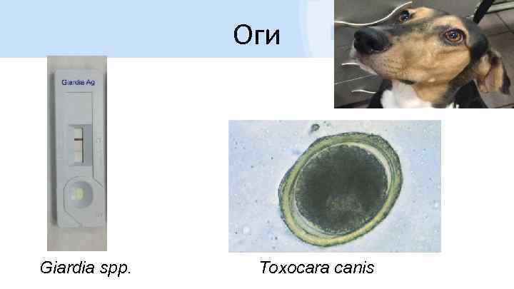 Оги Giardia spp. Toxocara canis 