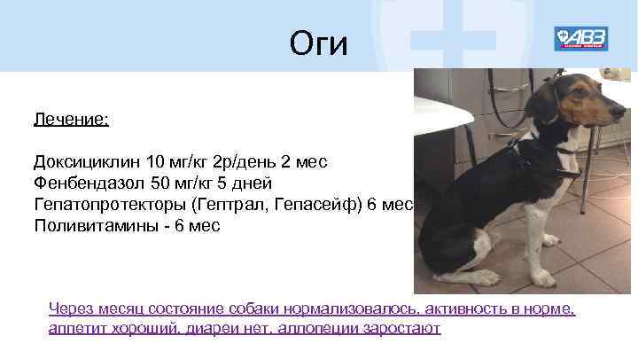 Оги Лечение: Доксициклин 10 мг/кг 2 р/день 2 мес Фенбендазол 50 мг/кг 5 дней