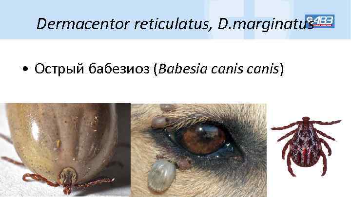 Dermacentor reticulatus, D. marginatus • Острый бабезиоз (Babesia canis) 