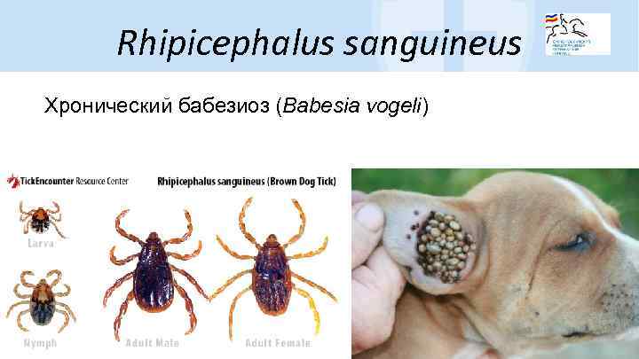 Rhipicephalus sanguineus Хронический бабезиоз (Babesia vogeli) 