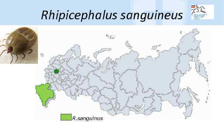 Rhipicephalus sanguineus R. sanguinus 