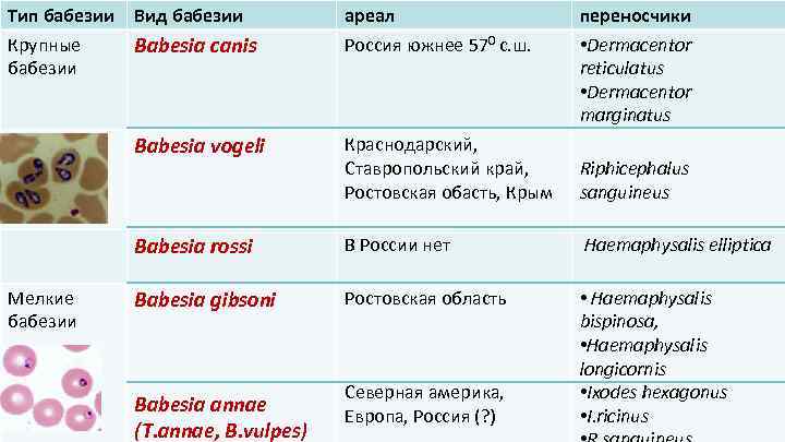Тип бабезии Вид бабезии ареал переносчики Крупные бабезии Babesia canis Россия южнее 570 с.