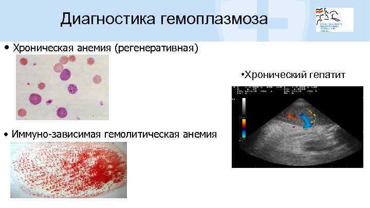 Диагностика гемоплазмоза • Хроническая анемия (регенеративная) • Хронический гепатит • Иммуно-зависимая гемолитическая анемия 