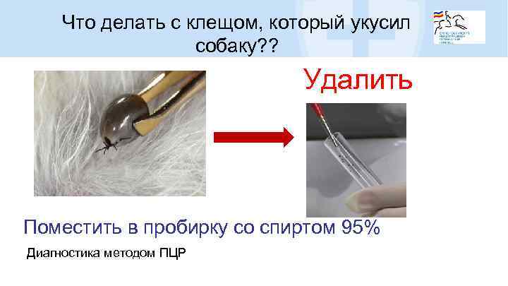 Что делать с клещом, который укусил собаку? ? Удалить Поместить в пробирку со спиртом