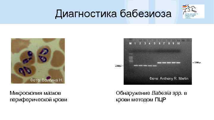 Диагностика бабезиоза Фото: Волгина Н. Микроскопия мазков периферической крови Фото: Anthony R. Martin Обнаружение