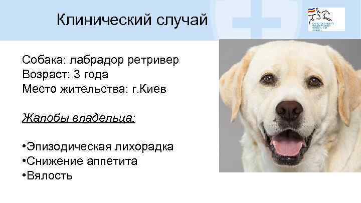 Клинический случай Собака: лабрадор ретривер Возраст: 3 года Место жительства: г. Киев Жалобы владельца: