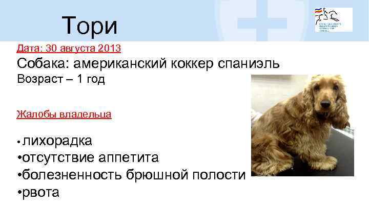 Тори Дата: 30 августа 2013 Собака: американский коккер спаниэль Возраст – 1 год Жалобы