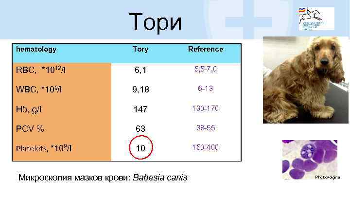 Тори hematology Tory Reference RBC, *1012/l 6, 1 5, 5 -7, 0 WBC, *109/l