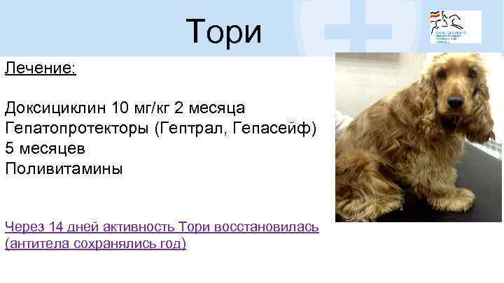 Тори Лечение: Доксициклин 10 мг/кг 2 месяца Гепатопротекторы (Гептрал, Гепасейф) 5 месяцев Поливитамины Через