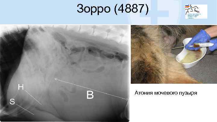 Зорро (4887) Атония мочевого пузыря 