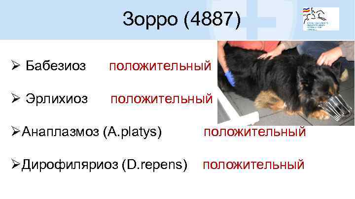 Зорро (4887) Ø Бабезиоз положительный Ø Эрлихиоз положительный ØАнаплазмоз (A. platys) положительный ØДирофиляриоз (D.