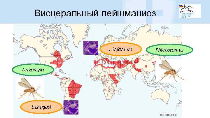 Висцеральный лейшманиоз L. infantum Lutzomyia L. chagasi Phlebotomus 