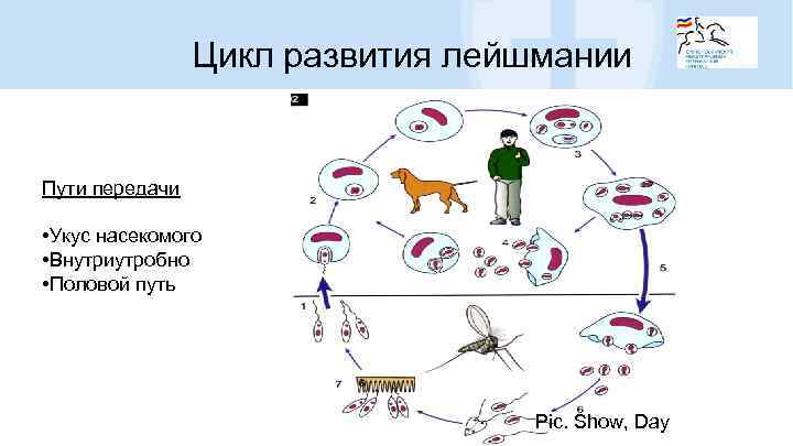 Цикл развития лейшмании Пути передачи • Укус насекомого • Внутриутробно • Половой путь Pic.