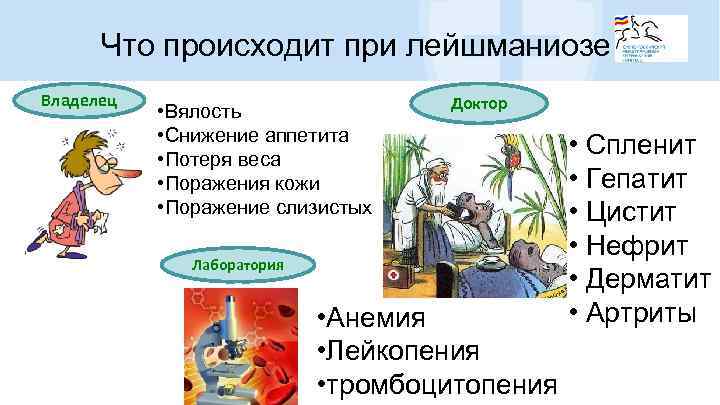 Что происходит при лейшманиозе Владелец • Вялость • Снижение аппетита • Потеря веса •