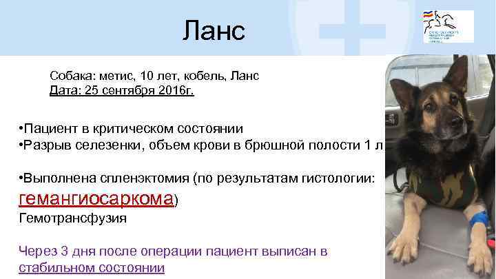 Ланс Собака: метис, 10 лет, кобель, Ланс Дата: 25 сентября 2016 г. • Пациент