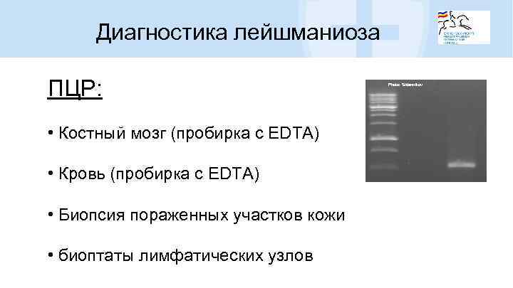 Диагностика лейшманиоза ПЦР: • Костный мозг (пробирка с EDTA) • Кровь (пробирка с EDTA)