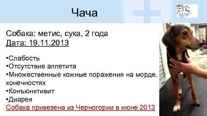 Чача Собака: метис, сука, 2 года Дата: 19. 11. 2013 • Слабость • Отсутствие