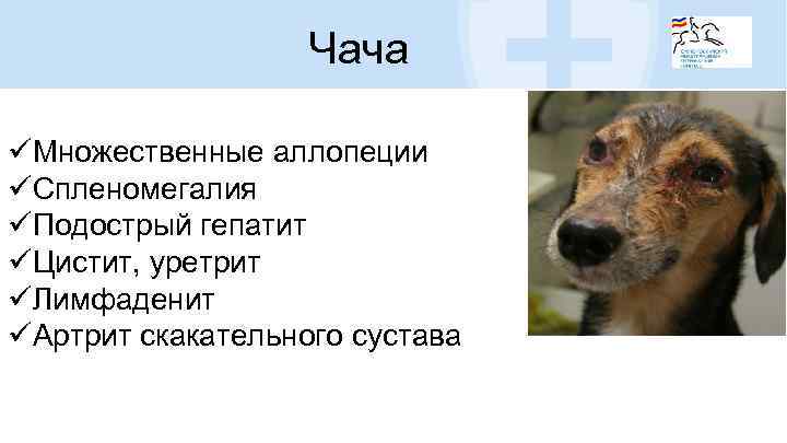 Чача üМножественные аллопеции üСпленомегалия üПодострый гепатит üЦистит, уретрит üЛимфаденит üАртрит скакательного сустава 