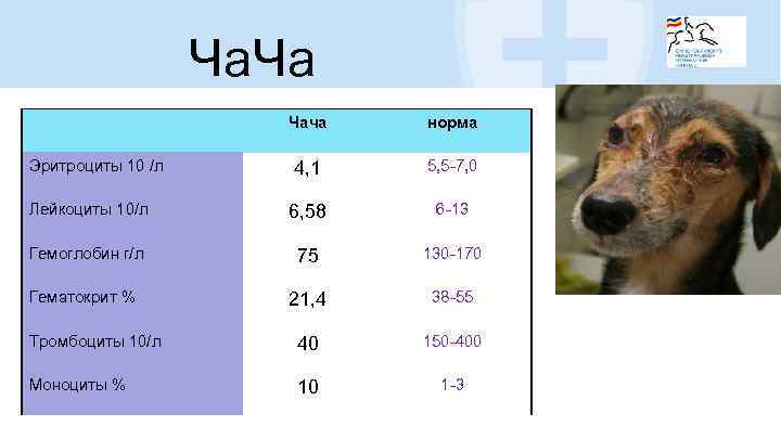 Ча. Ча Чача норма 4, 1 5, 5 -7, 0 Лейкоциты 10/л 6, 58