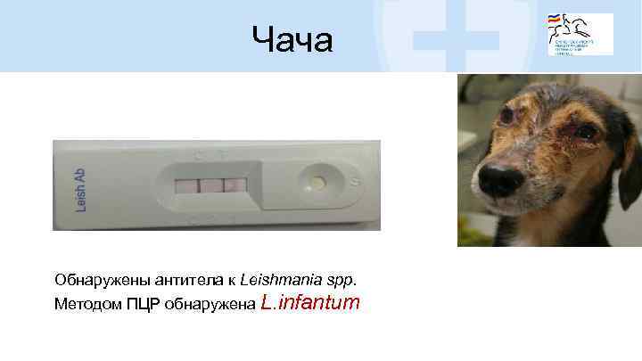 Чача Обнаружены антитела к Leishmania spp. Методом ПЦР обнаружена L. infantum 