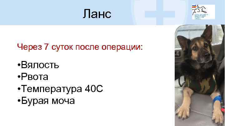 Ланс Через 7 суток после операции: • Вялость • Рвота • Температура 40 С