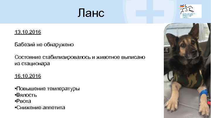 Ланс 13. 10. 2016 Бабезий не обнаружено Состояние стабилизировалось и животное выписано из стационара