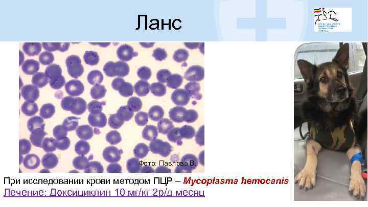 Ланс Фото: Павлова В. При исследовании крови методом ПЦР – Mycoplasma hemocanis Лечение: Доксициклин