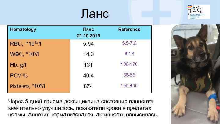 Ланс Hematology Ланс 21. 10. 2016 Reference RBC, *1012/l 5, 94 5, 5 -7,