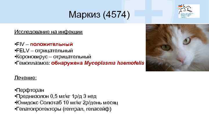 Маркиз (4574) Исследование на инфекции • FIV – положительный • FELV – отрицательный •