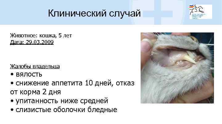 Клинический случай Животное: кошка, 5 лет Дата: 29. 03. 2009 Жалобы владельца • вялость