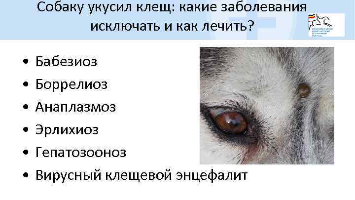 Собаку укусил клещ: какие заболевания исключать и как лечить? • • • Бабезиоз Боррелиоз