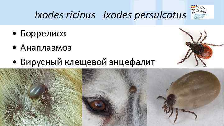 Ixodes ricinus Ixodes persulcatus • Боррелиоз • Анаплазмоз • Вирусный клещевой энцефалит 