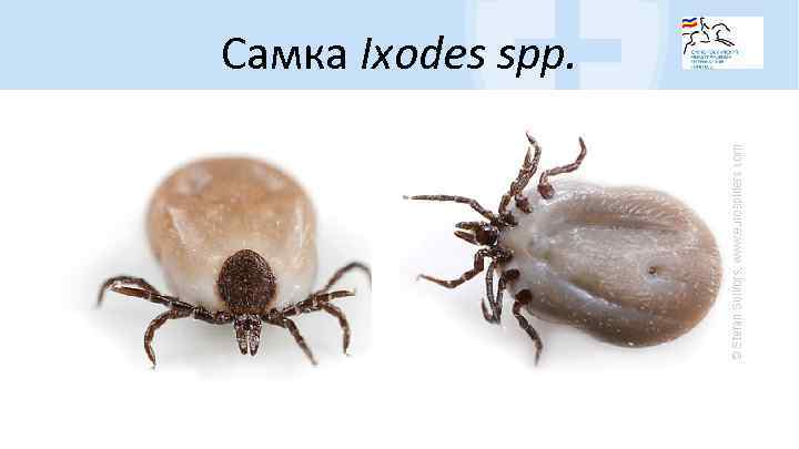 Самка Ixodes spp. 