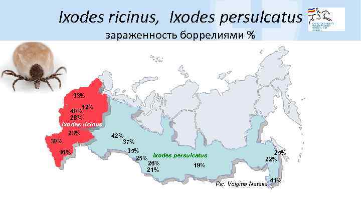 Ixodes ricinus, Ixodes persulcatus зараженность боррелиями % 33% 12% 40% 28% Ixodes ricinus 23%