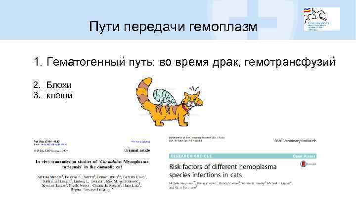 Пути передачи гемоплазм 1. Гематогенный путь: во время драк, гемотрансфузий 2. Блохи 3. клещи