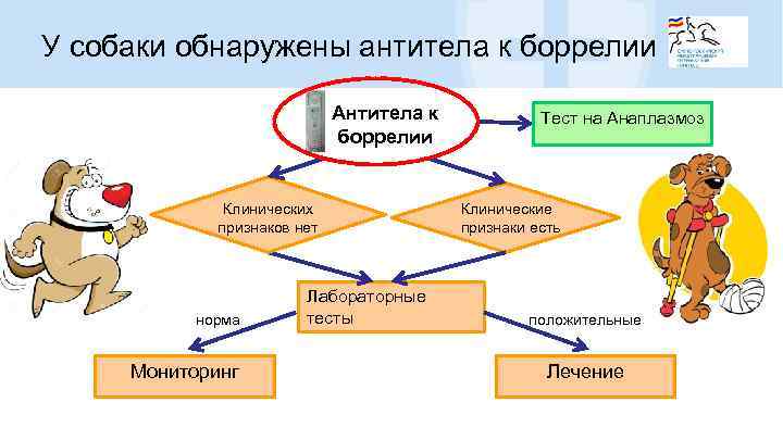 У собаки обнаружены антитела к боррелии Антитела к боррелии Клинических признаков нет норма Мониторинг