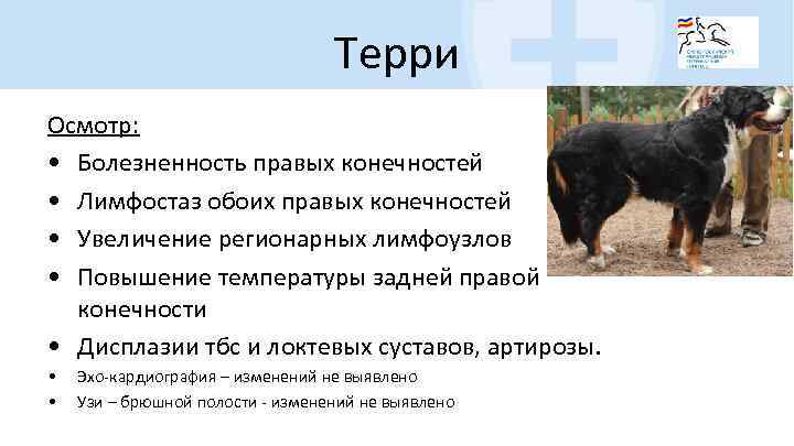 Терри Осмотр: • Болезненность правых конечностей • Лимфостаз обоих правых конечностей • Увеличение регионарных