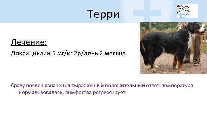 Терри Лечение: Доксициклин 5 мг/кг 2 р/день 2 месяца Сразу после назначения выраженный положительный