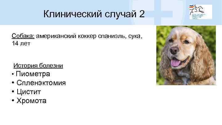 Клинический случай 2 Собака: американский коккер спаниэль, сука, 14 лет История болезни • Пиометра