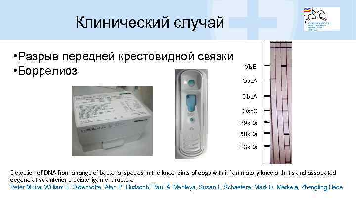 Клинический случай • Разрыв передней крестовидной связки • Боррелиоз Vls. E Osp. A Dbp.