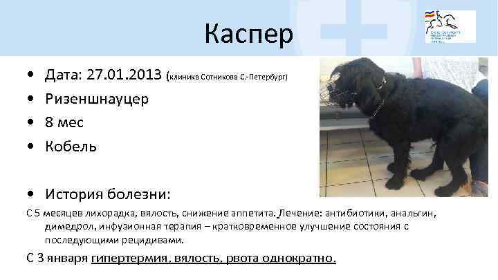 Каспер • • Дата: 27. 01. 2013 (клиника Сотникова С. -Петербург) Ризеншнауцер 8 мес