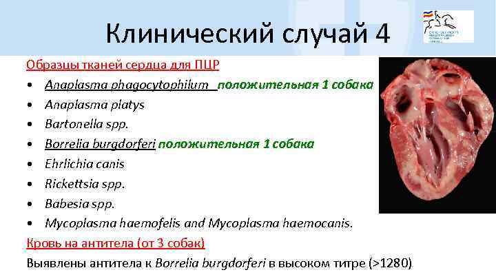 Клинический случай 4 Образцы тканей сердца для ПЦР • Anaplasma phagocytophilum положительная 1 собака