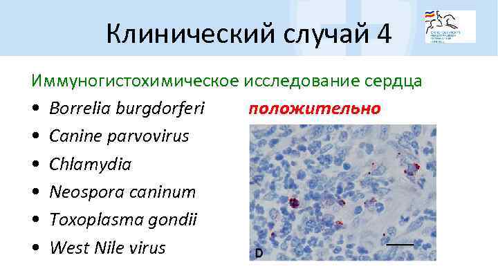 Клинический случай 4 Иммуногистохимическое исследование сердца • Borrelia burgdorferi положительно • Canine parvovirus •