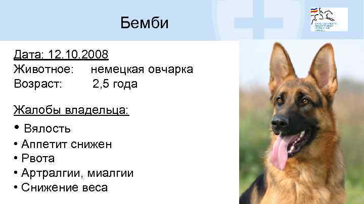 Бемби Дата: 12. 10. 2008 Животное: немецкая овчарка Возраст: 2, 5 года Жалобы владельца: